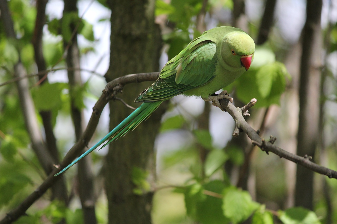 Image - parakeet park branch