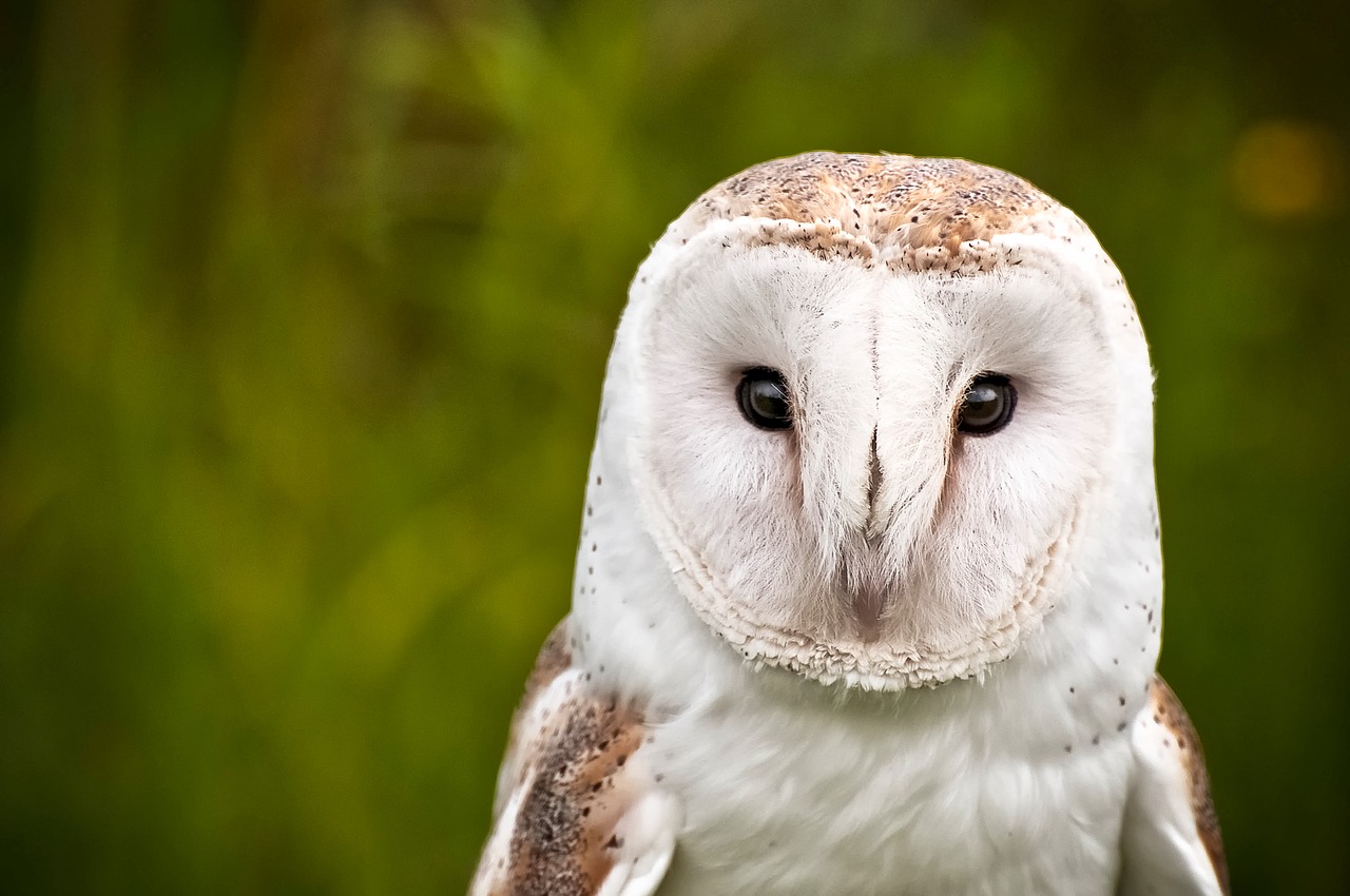 Image - owl bird wildlife macro closeup