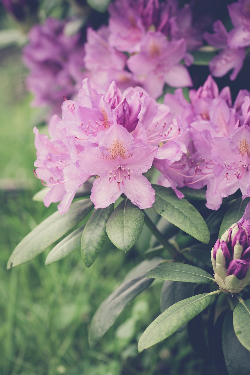 Image - rhododendrons rhododendron pink