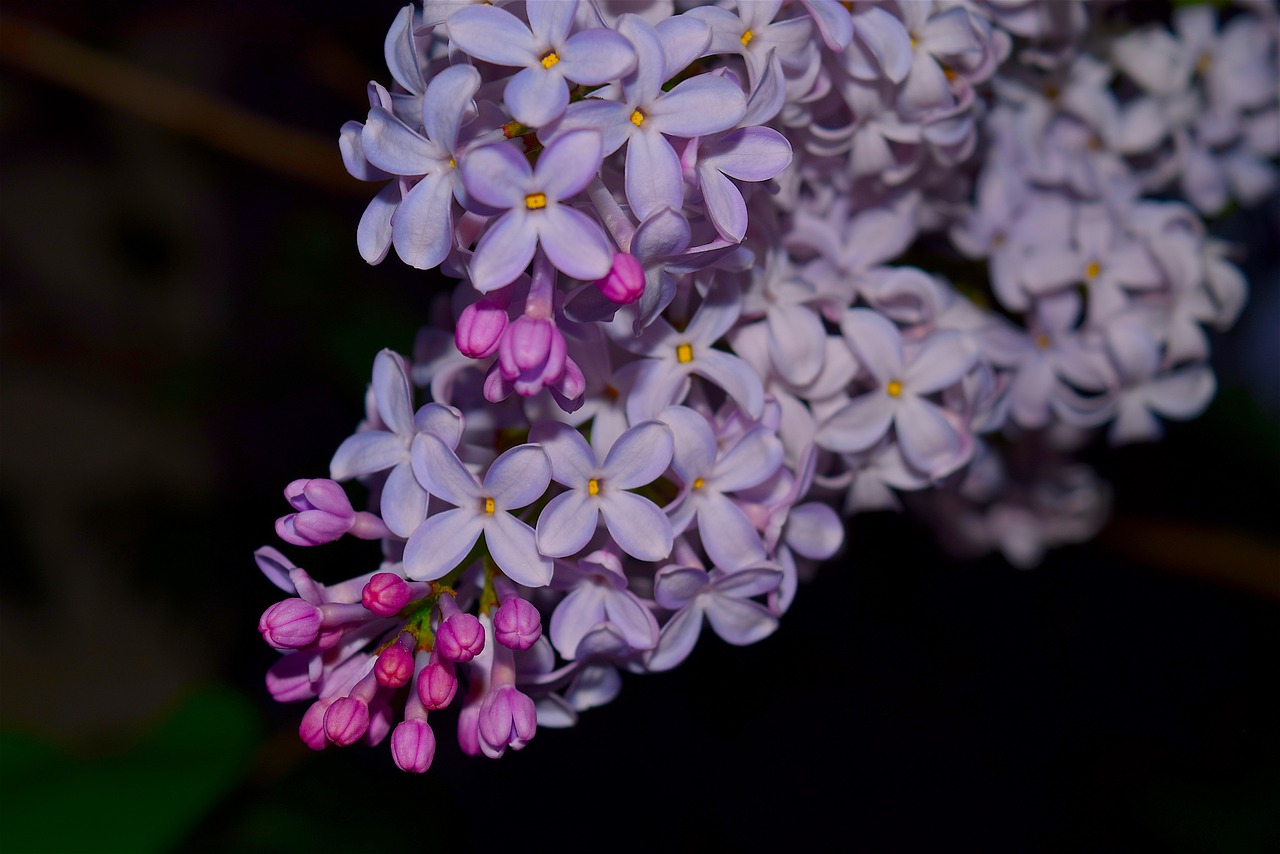 Image - lilac syringa flower purple floral