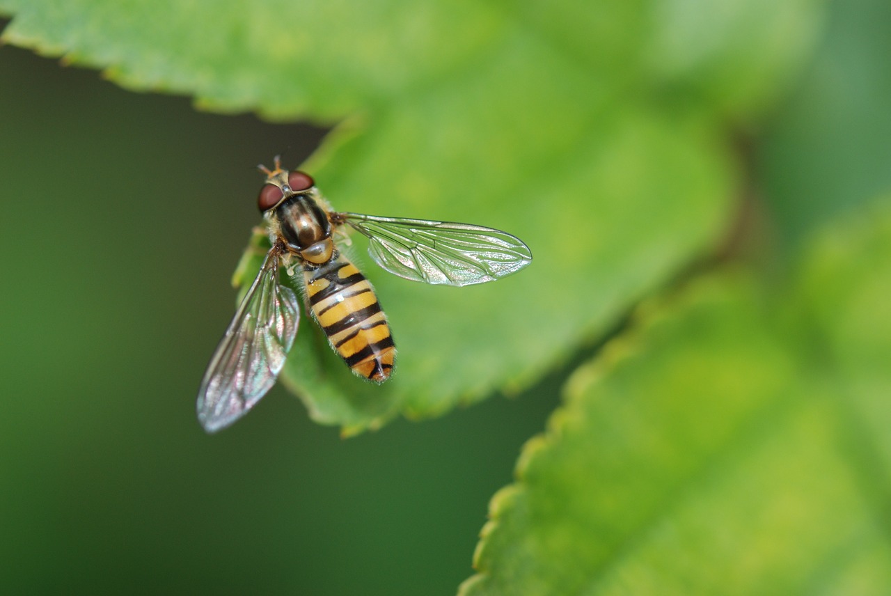 Image - animal wasp insect nature macro