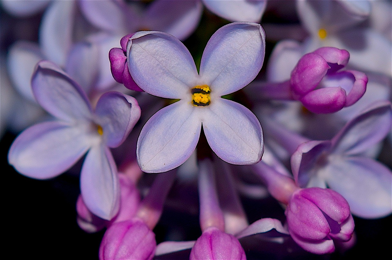 Image - lilac syringa flower purple floral