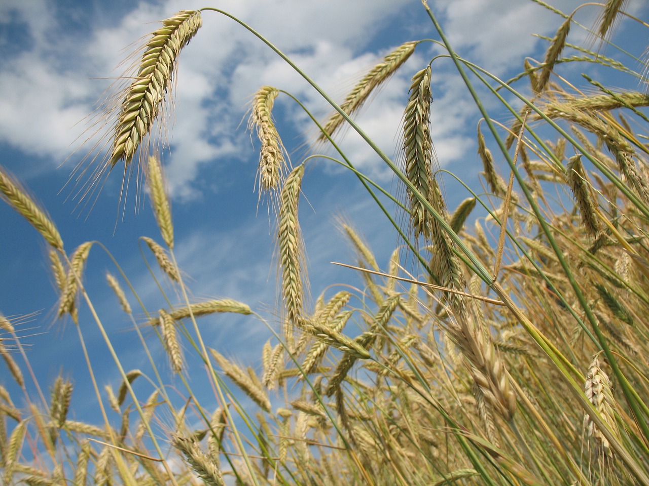 Image - cereals wheat agriculture