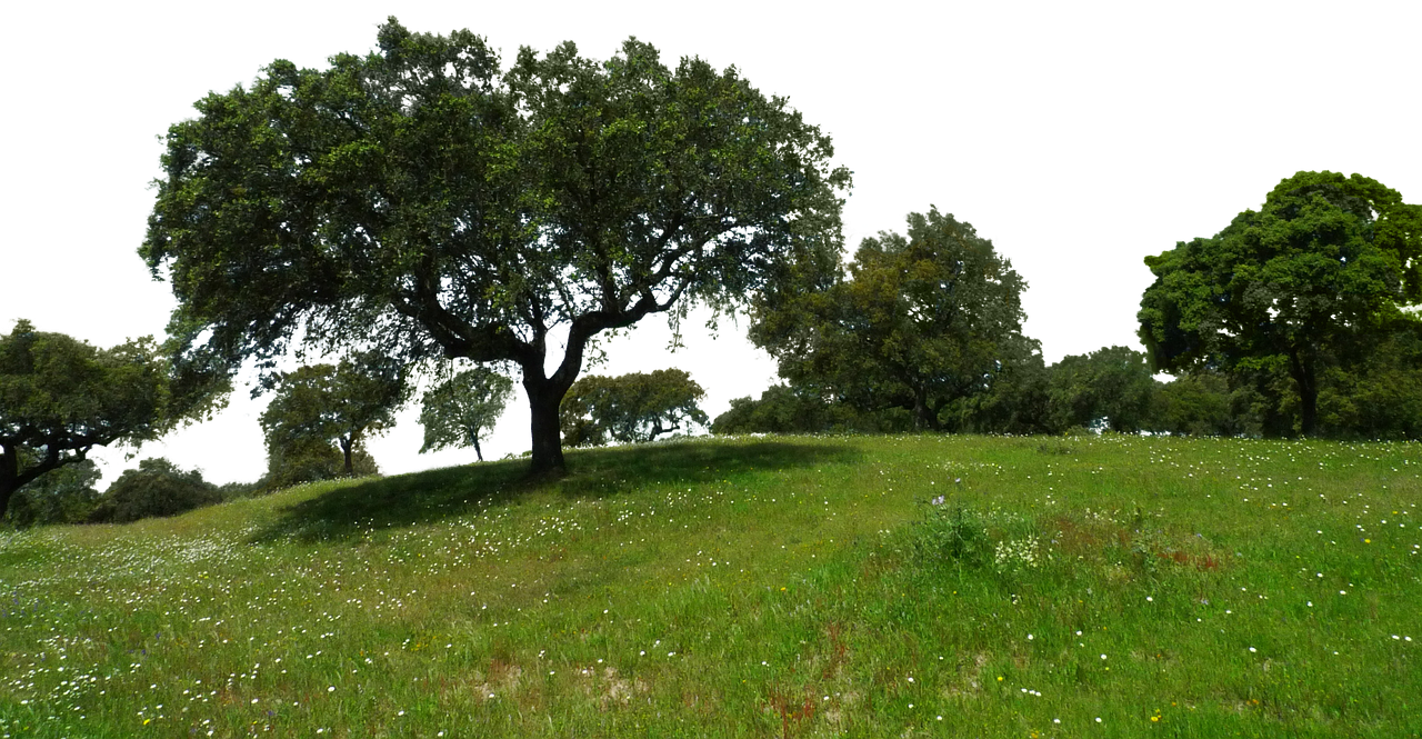 Image - meadow trees isolated flowers