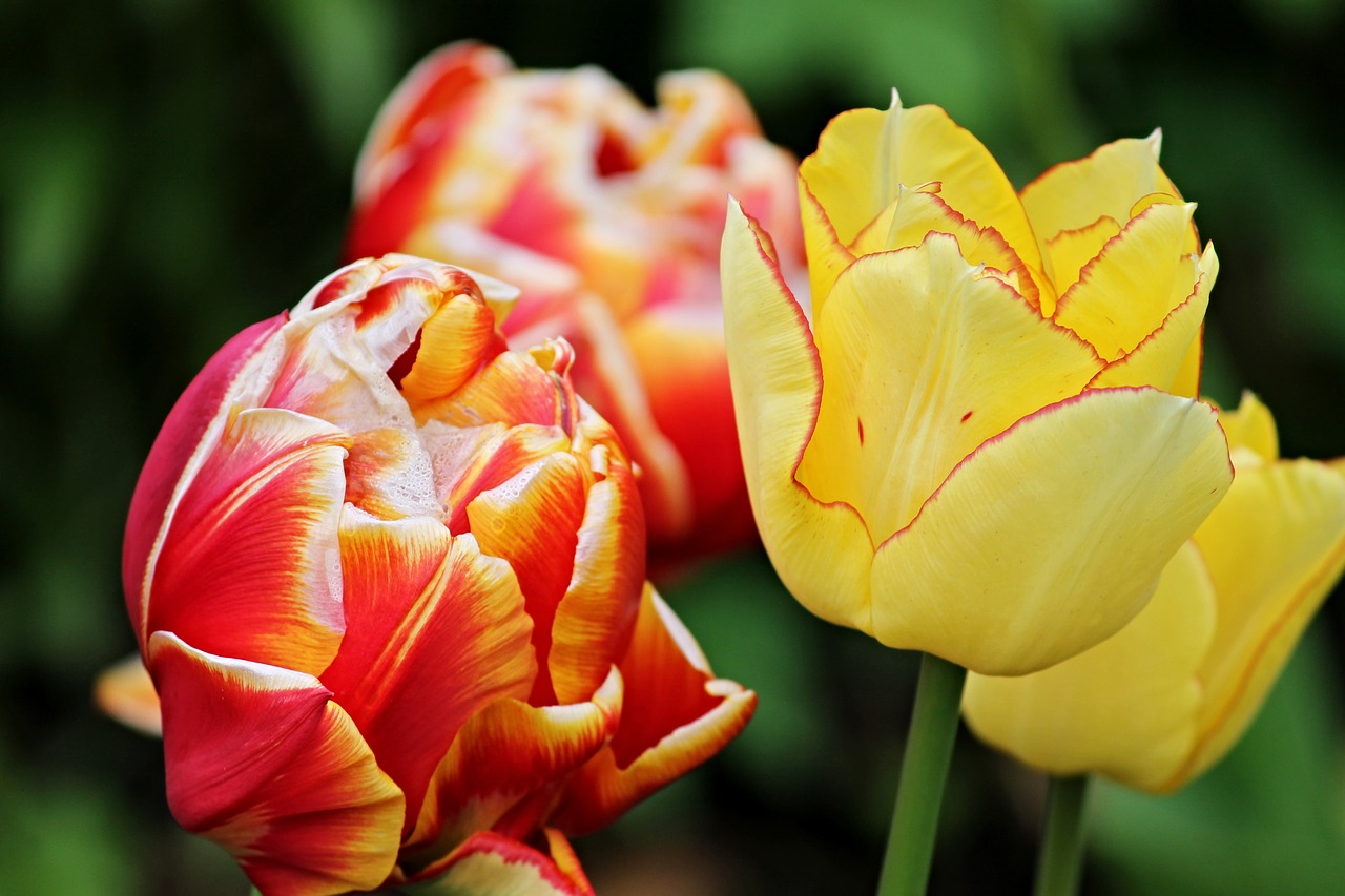 Image - tulip flower tulips flowers spring