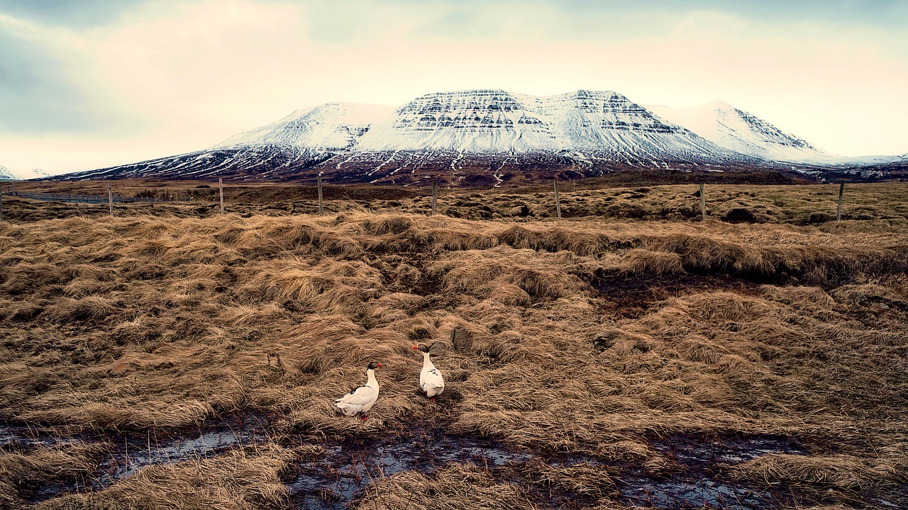 Image - iceland puffins birds landscape