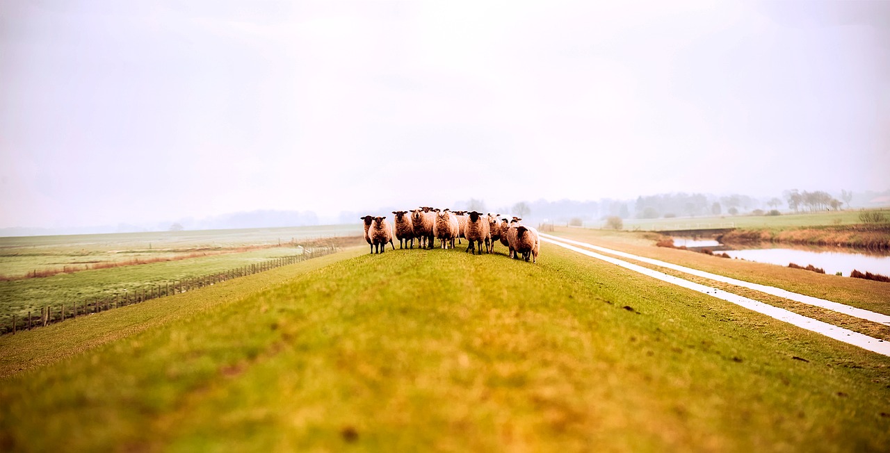 Image - germany sheep animals field meadow