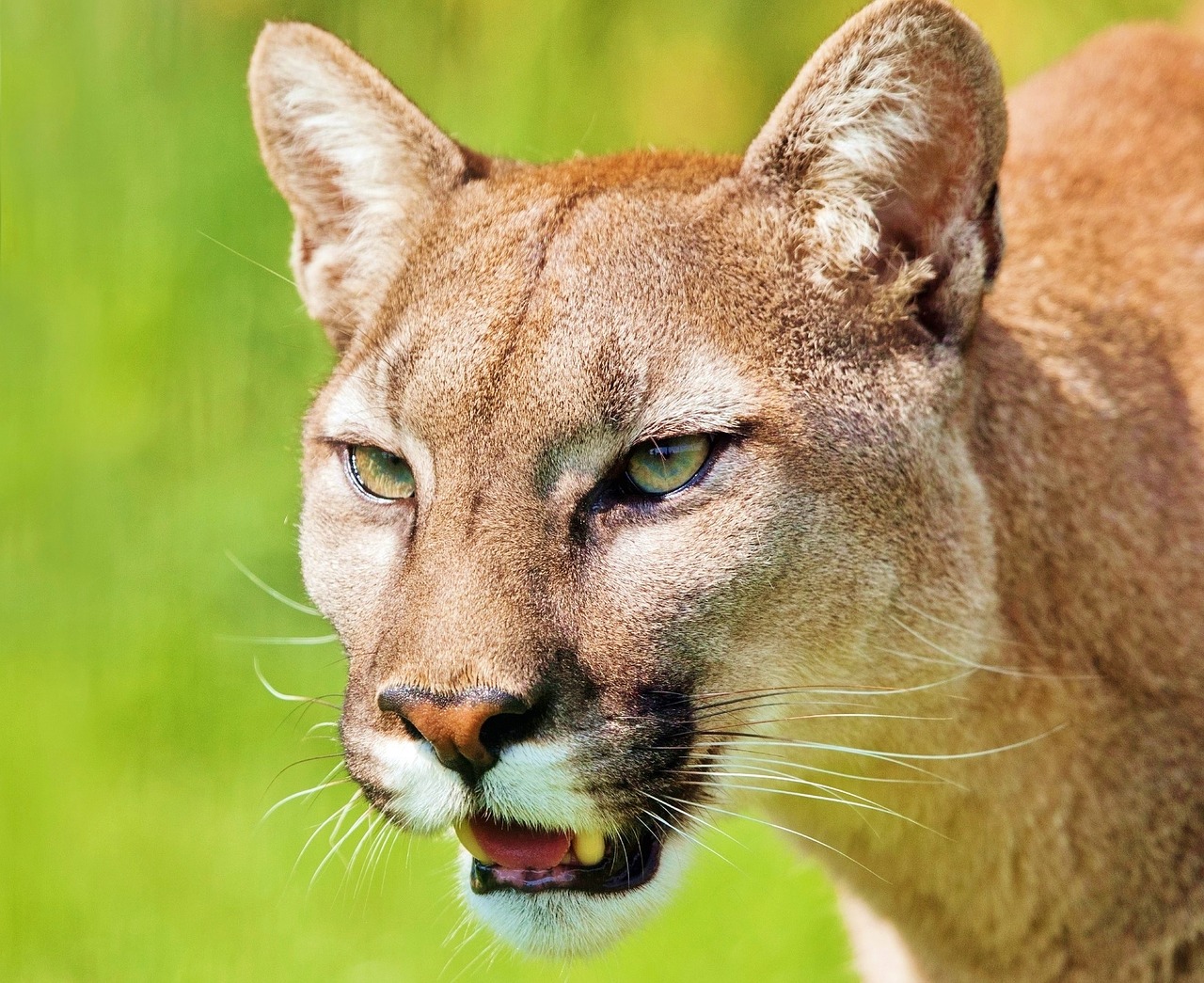 Image - puma animal mountain lion predator