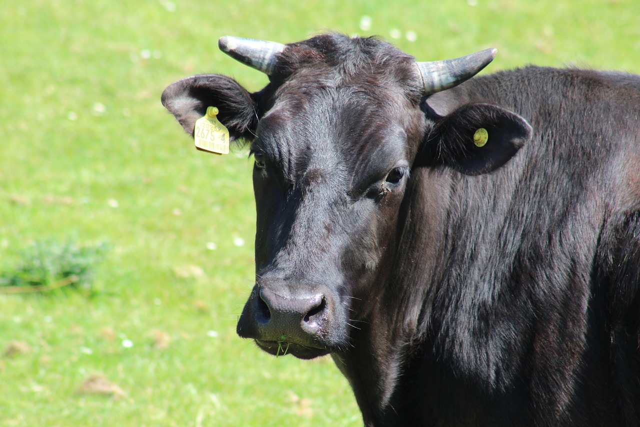 Image - cow farm livestock black