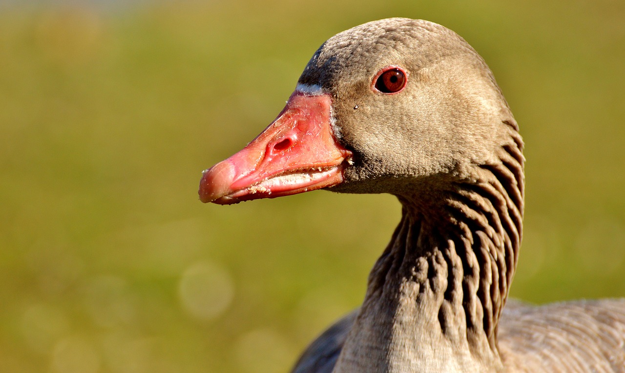 Image - goose water bird animal feather