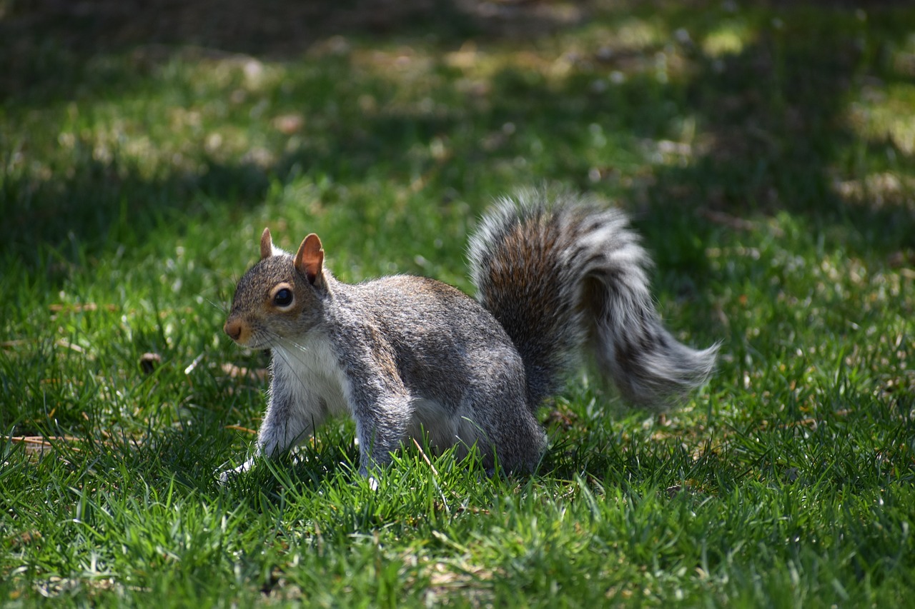 Image - squirrel animal pest wildlife