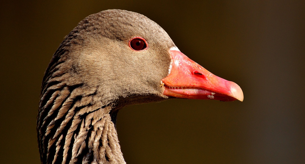 Image - goose water bird animal feather