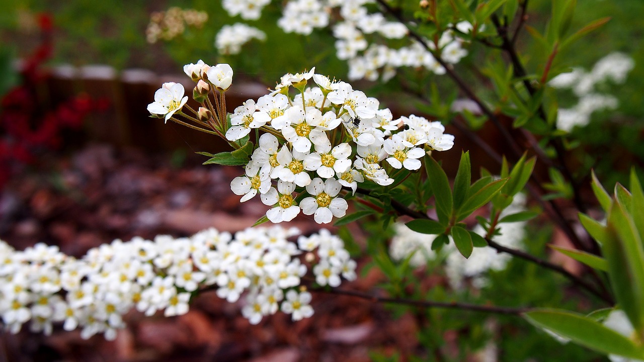 Image - tawuła flower blooms spring garden