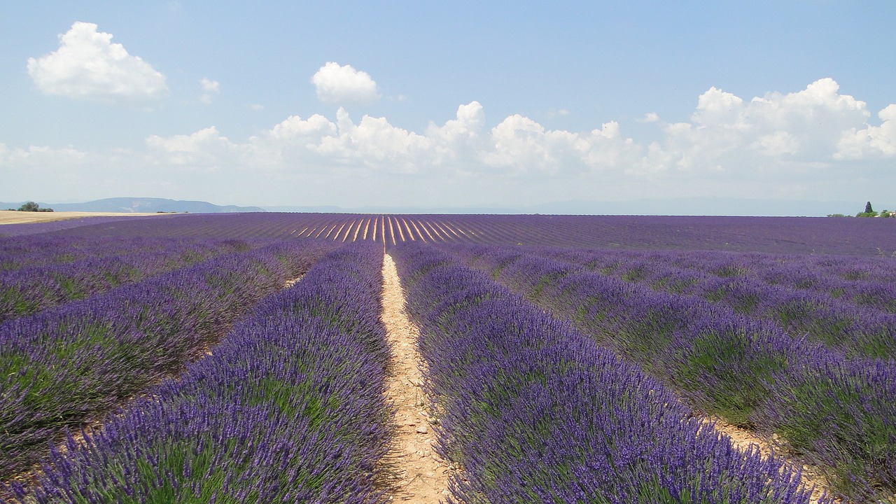 Image - lavende flowers lavender valensole