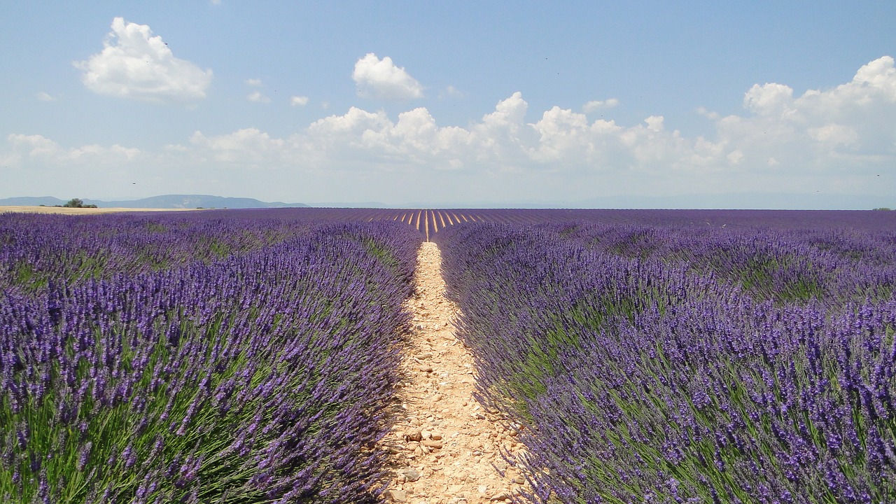 Image - lavende flowers lavender valensole