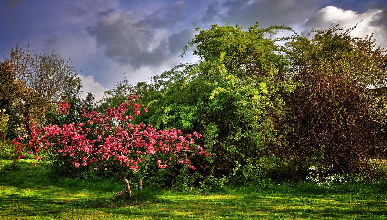Image - paradise tree garden spring poland
