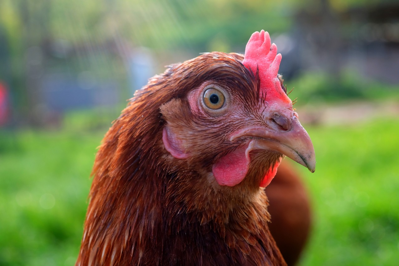 Image - chicken head chicken pet