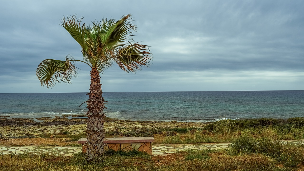 Image - palm tree coastal path sea horizon