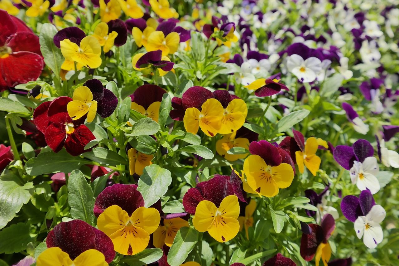 Image - flowers amusement park yellow