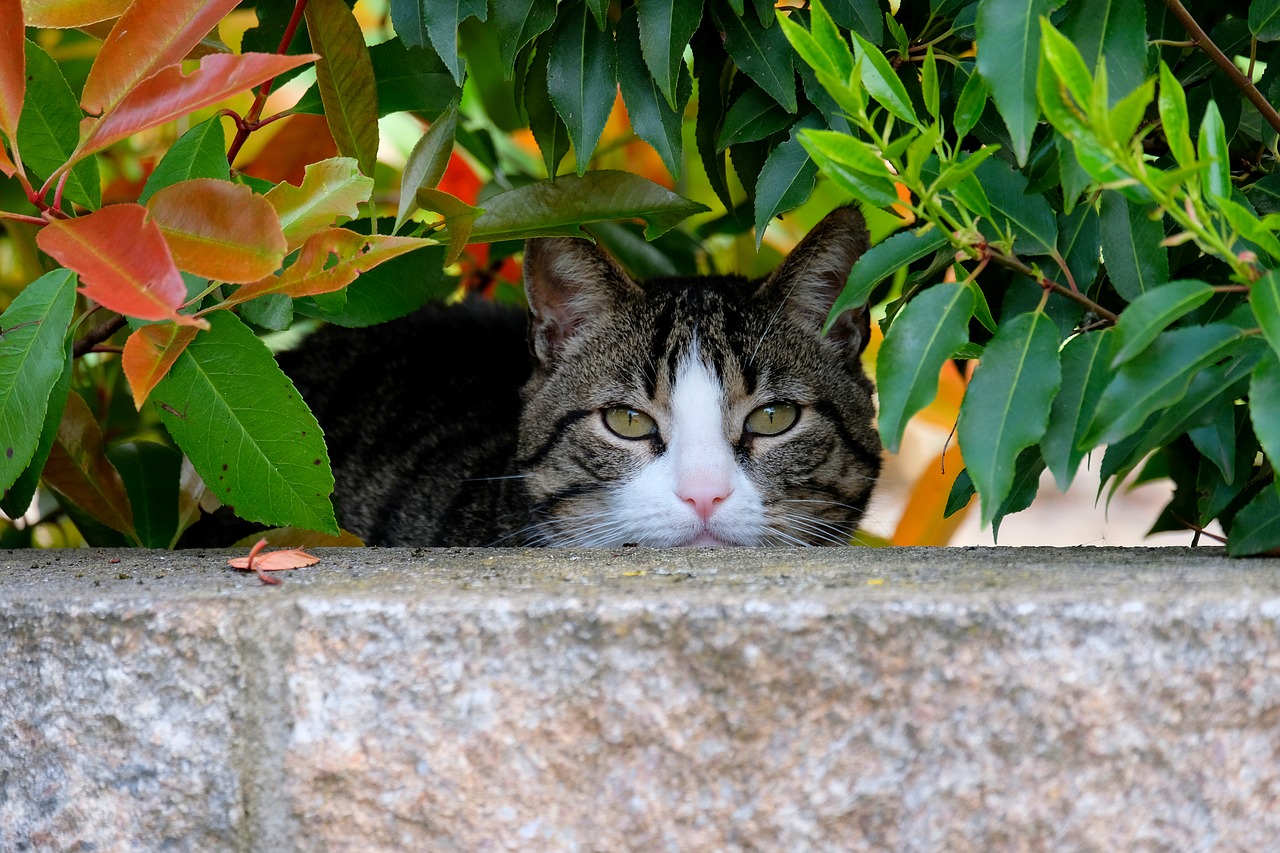 Image - cat cat face head mackerel