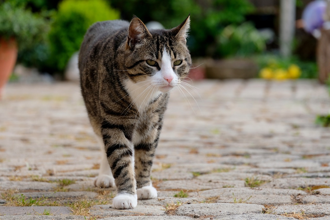 Image - cat run domestic cat nature