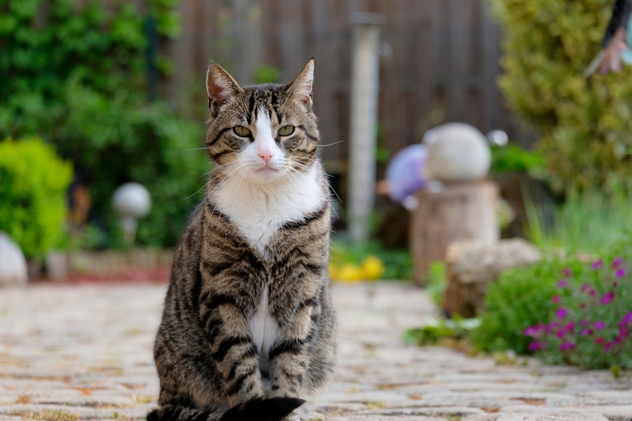 Image - cat sit pet animal view nature