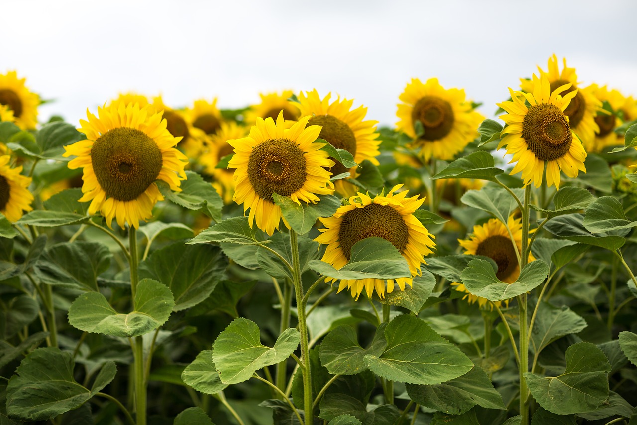 Image - sunflower field summer agriculture