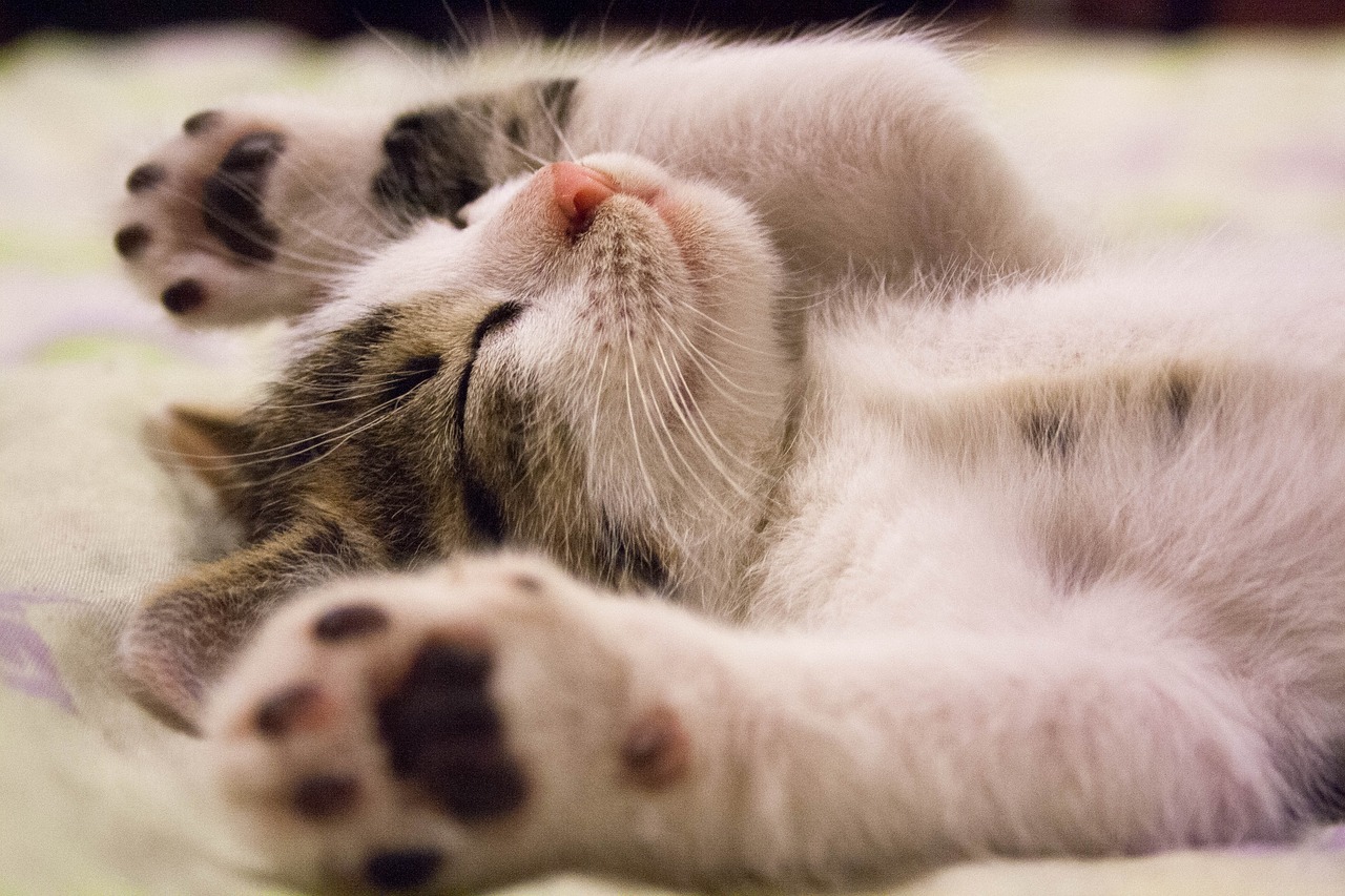 Image - kitten cat small cat kitty cute