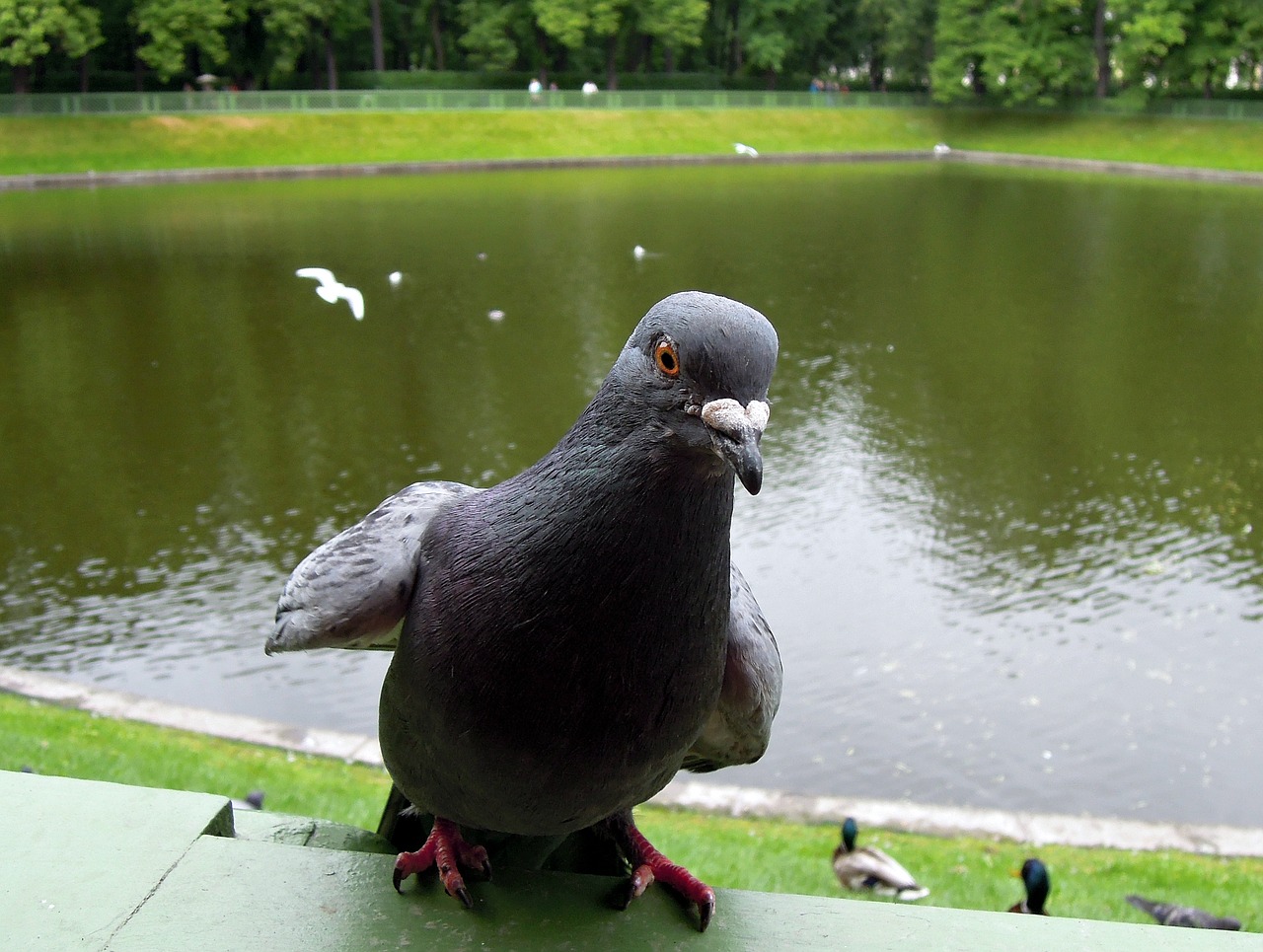 Image - dove views bird view act animals