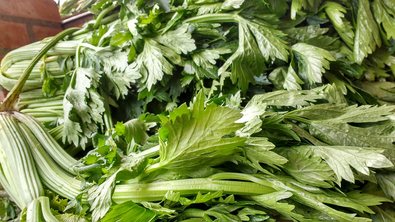 Image - leaves celery branch green leaves