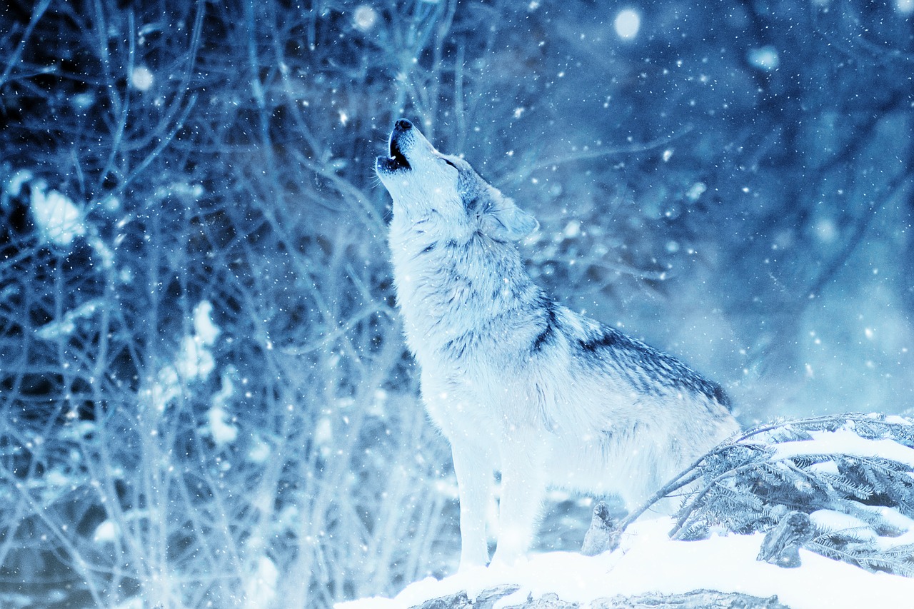 Image - wolf howl animal snow art vintage