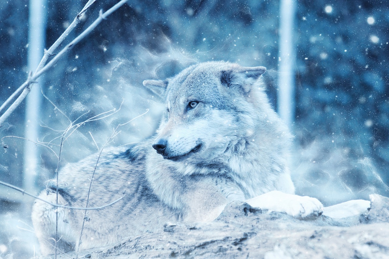 Image - wolf animal snow winter predator