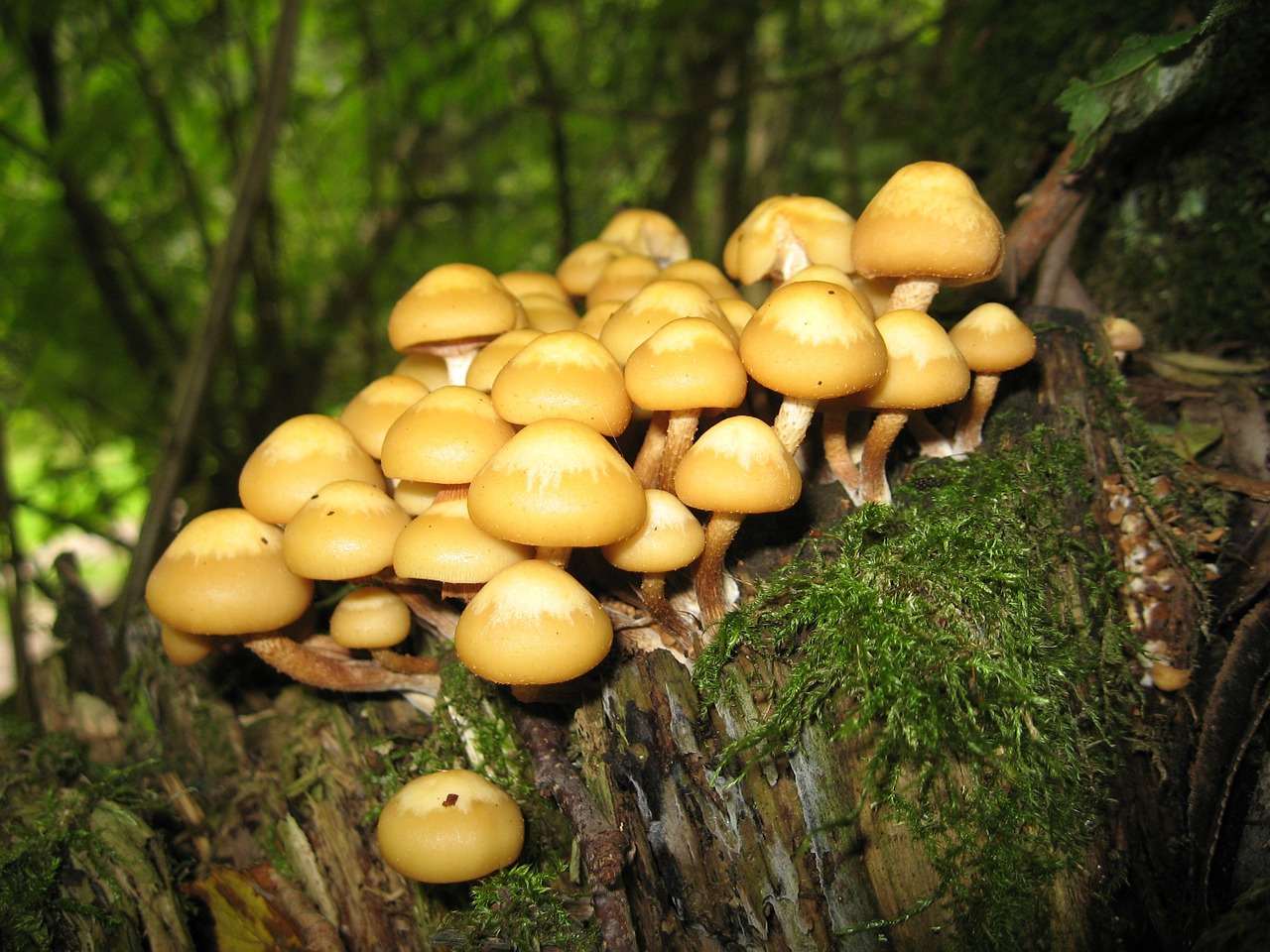 Image - nameko mushrooms