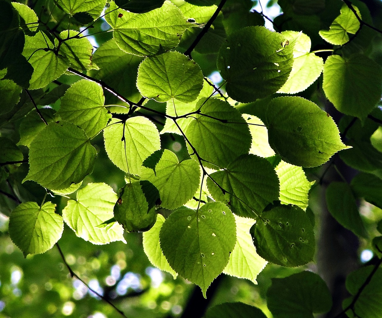 Image - depth green foliage leaves