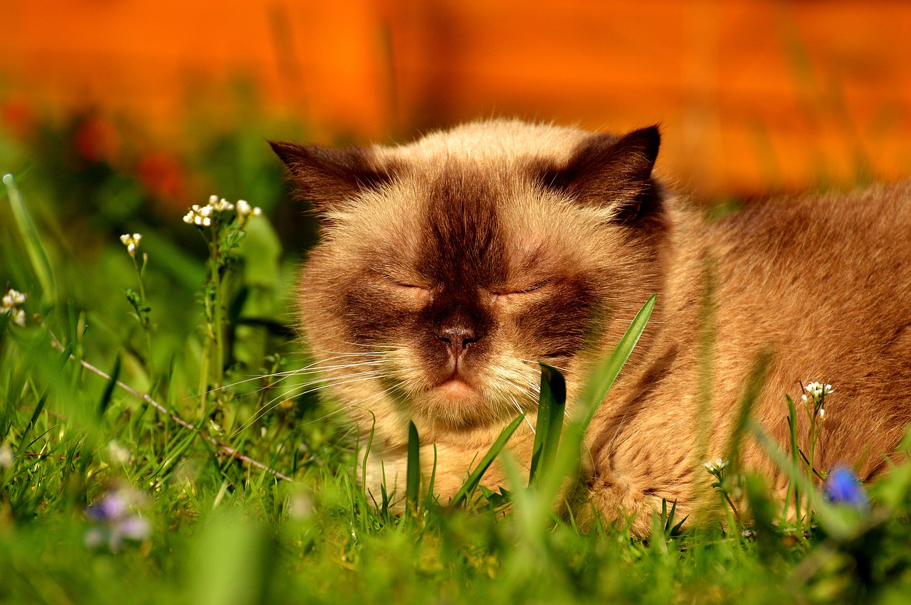 Image - cat british shorthair sleep meadow