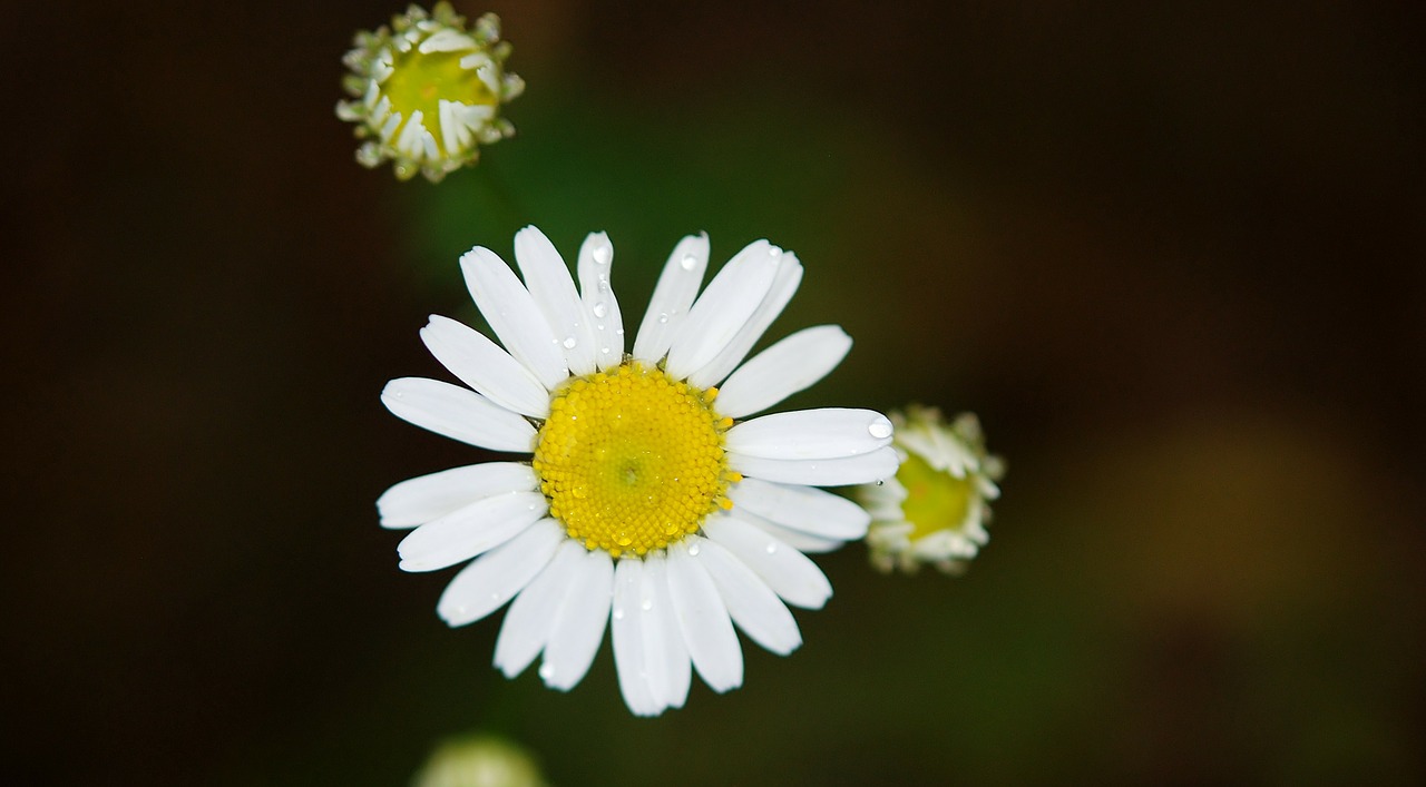 Image - daisy daisies flower flowers