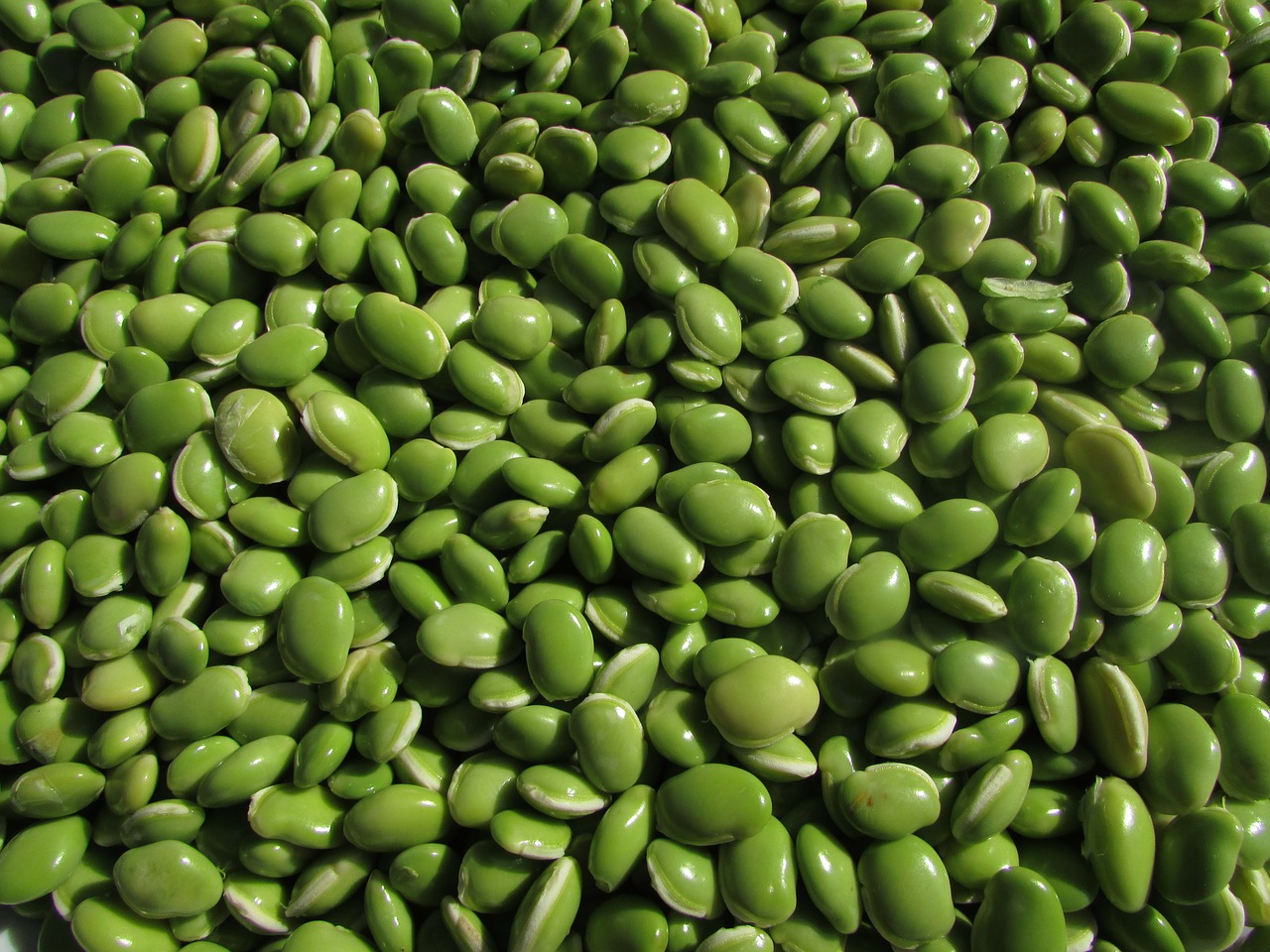 Image - beans leguminous plants pulse