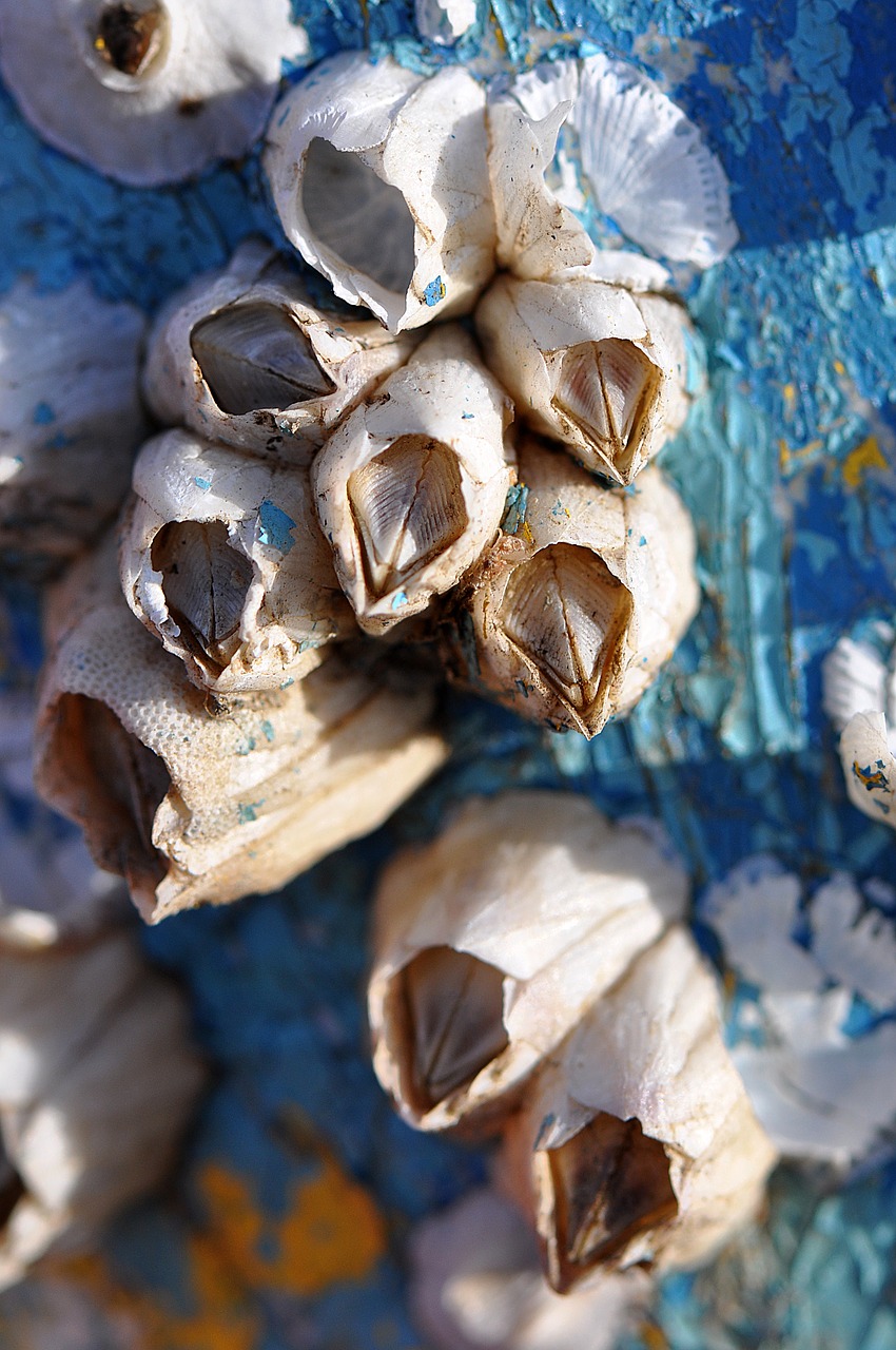 Image - barnacles macro blue aqua close up