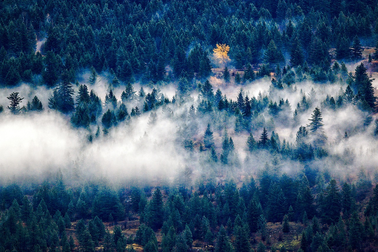 Image - forest trees landscape green
