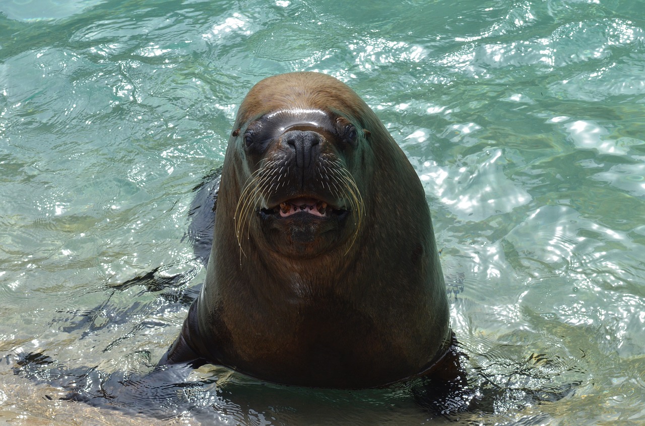 Image - sea lion walrus marine zoo aquatic