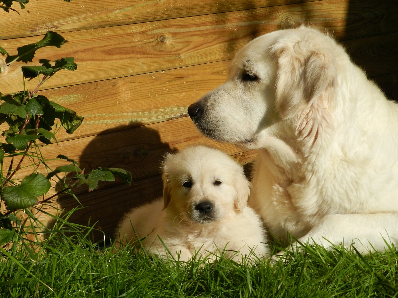 Image - golden retriever dog puppy animal