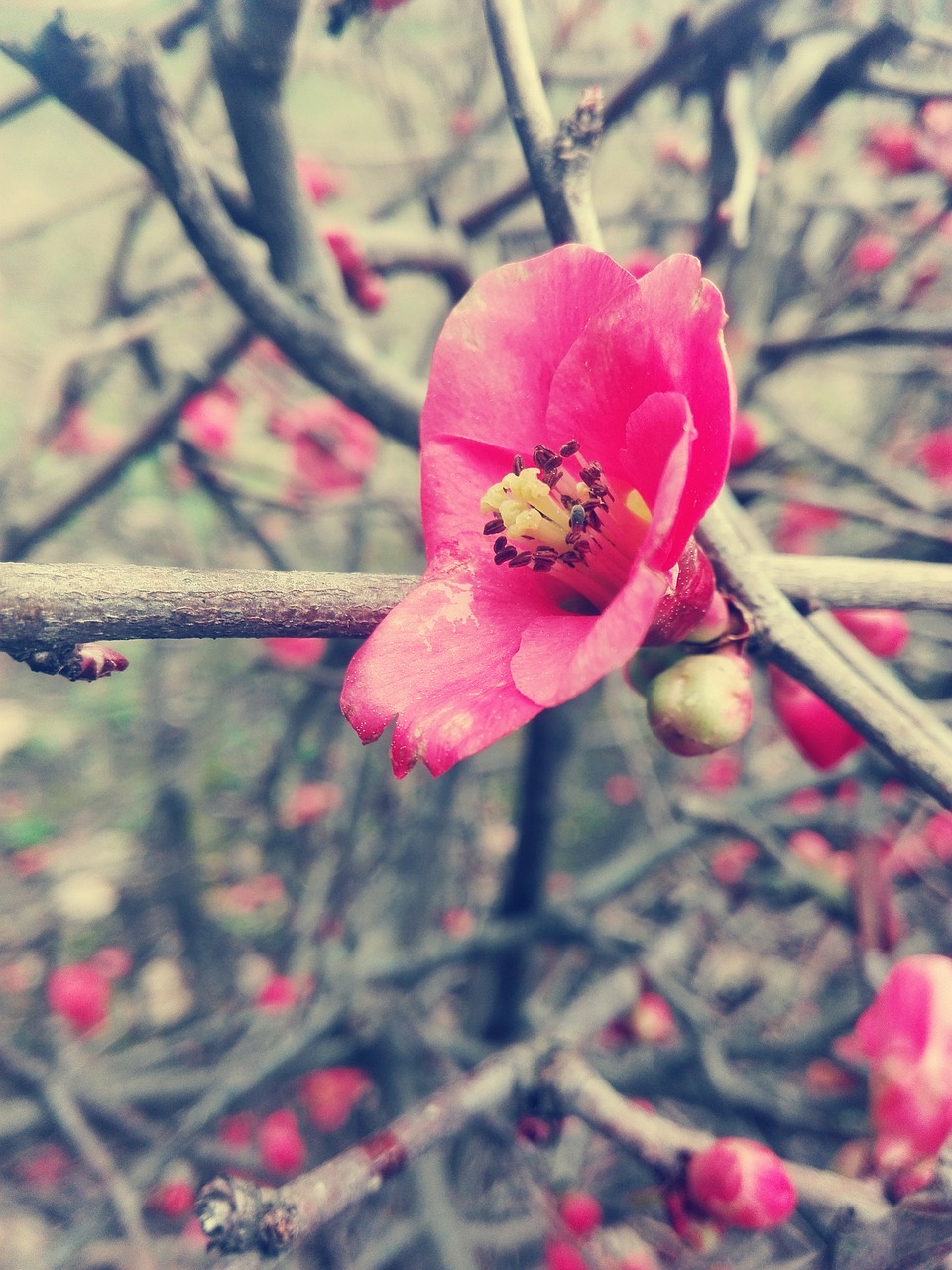 Image - flower branches set