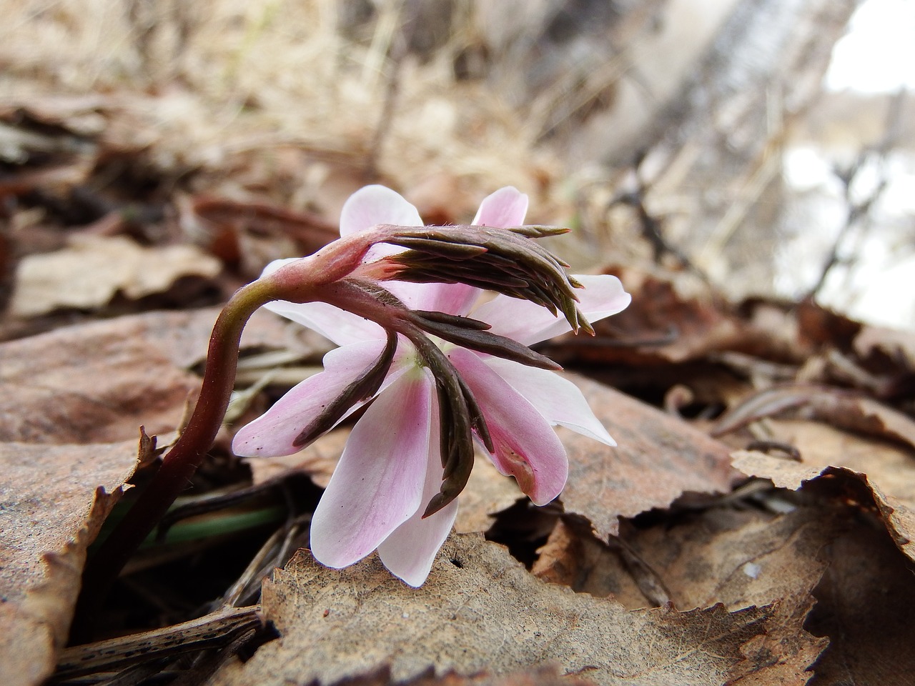 Image - primula snowdrop anemone amur