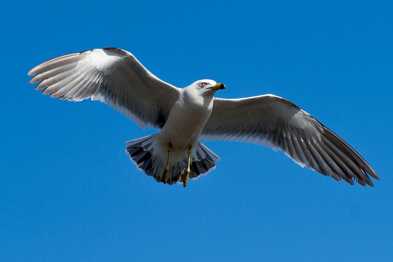 Image - seagull sky blue wing emergency