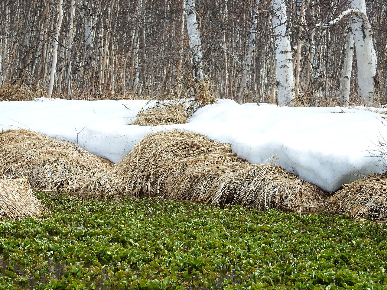 Image - spring the melting of the snow