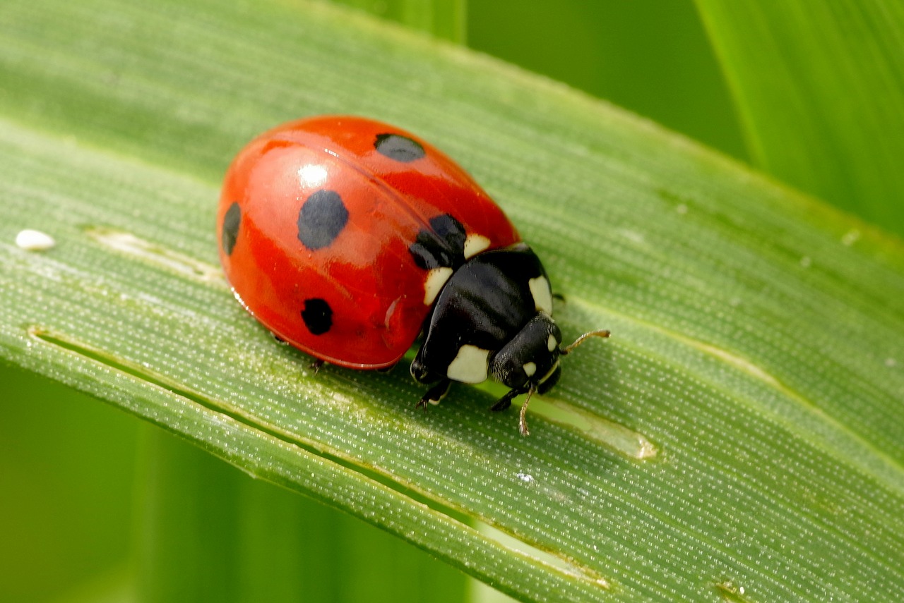 Image - ladybug insect red dots black