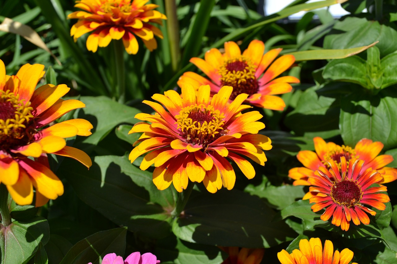 Image - flowers summer orange yellow