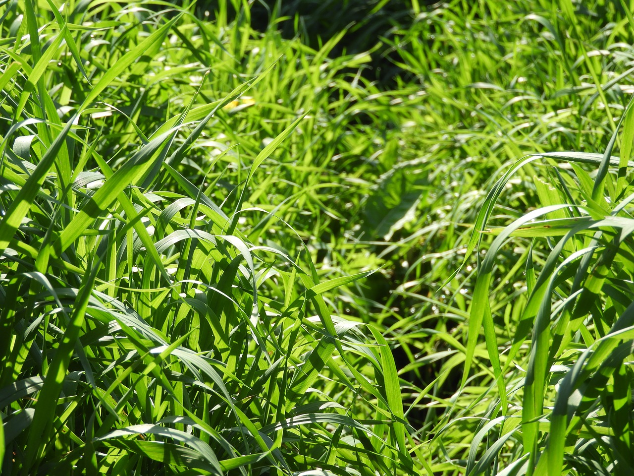 Image - big grass grass plant green nature