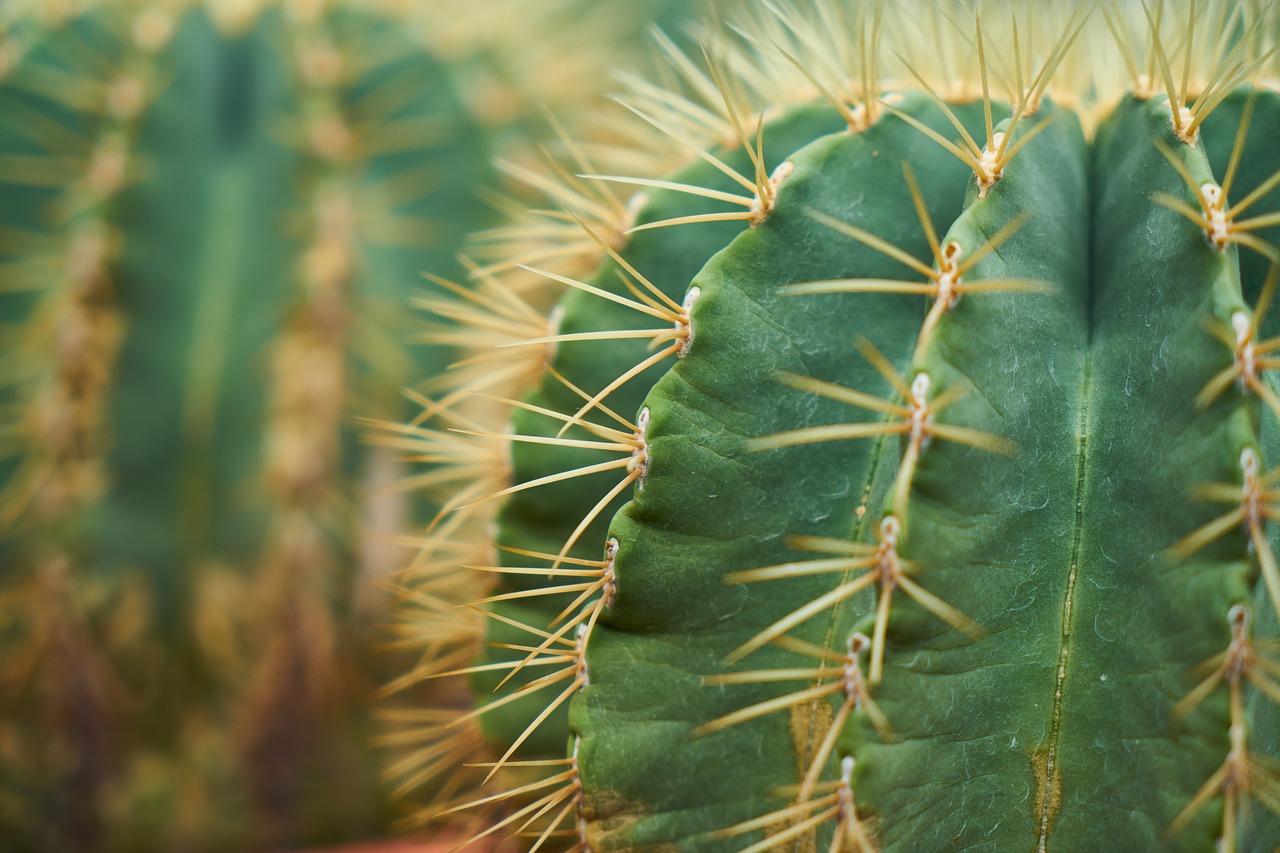 Image - cactus plant nature garden macro