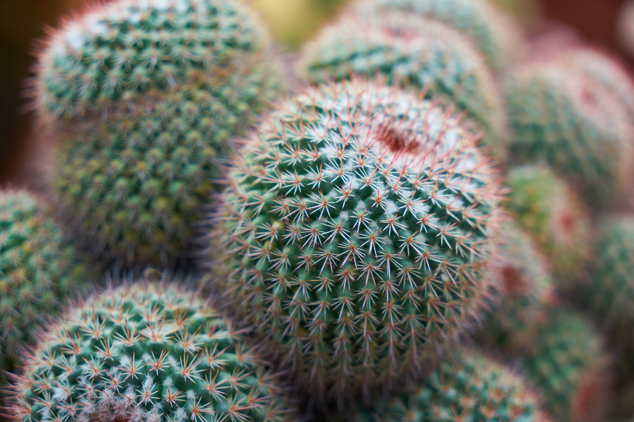 Image - cactus plant nature garden macro